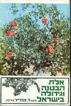 אלת הבוטנה וגידולה בישראל2.jpg